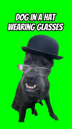 Dog in a hat glasses