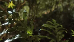 12 CLIP'S CINEMATIC 