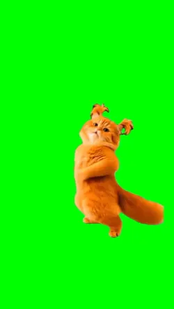 Dancing cat