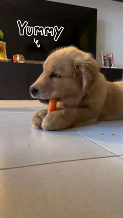 yummy yummy