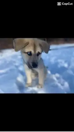 My dog