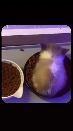kucing ngedumel 