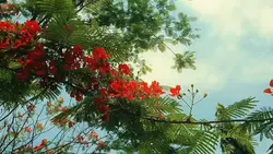 Cinematic Slowmotion