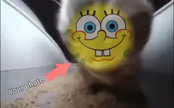 Chipi chipi  face