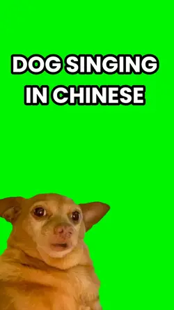Dog Singing Chinese 