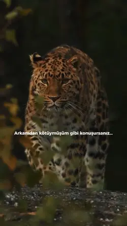 yeni Şablon 