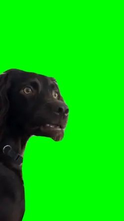 greenscreen |