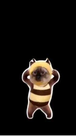 Cat funny dance 😂😂|猫