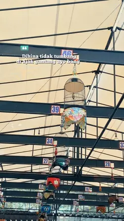 Kicau mania