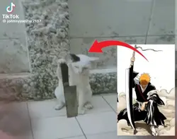 ichigoo cat