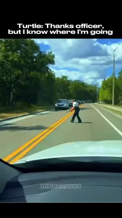Turtle Chase