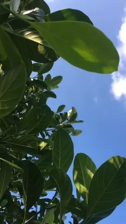 SLOWMO AESTHETIC 