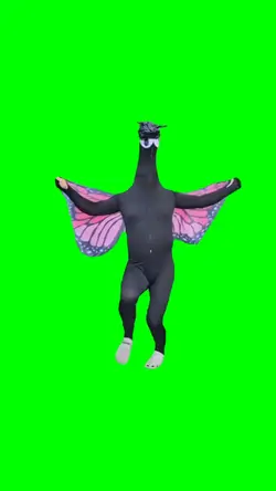 Black Buterfly