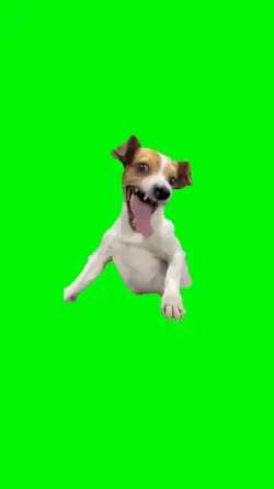 mentahan anjing 