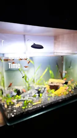 Aquarium Aesthetic 
