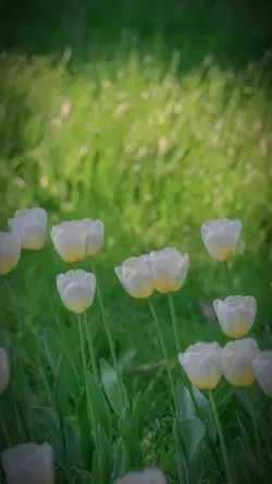 mẫu 2 ảnh nhẹ nhàng