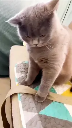 kucing nakal
