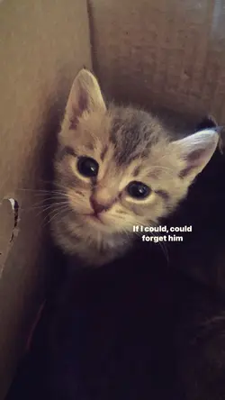 if i could
