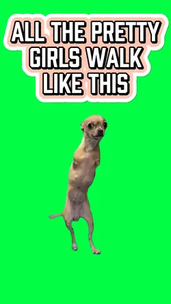 CHIHUAHUA WALKING