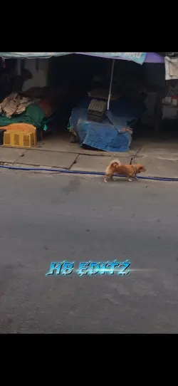 SCAMMER DOG🤣🤣🤣