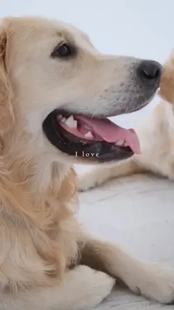 I love pets cute