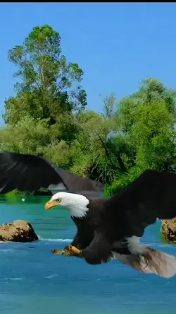 águila cazando 