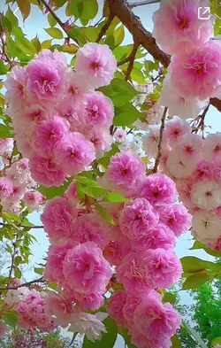 พื้นหลังสวยๆ