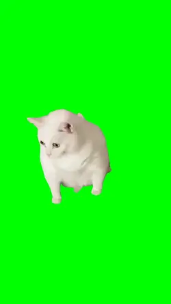 Retching Cat