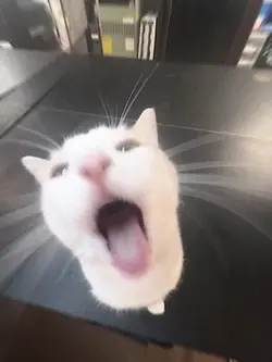 koma,