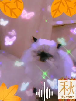 lost cat