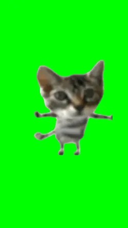 Silly Cat Dance