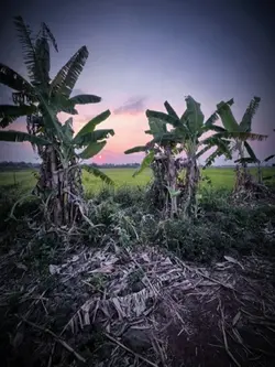 Về nhà