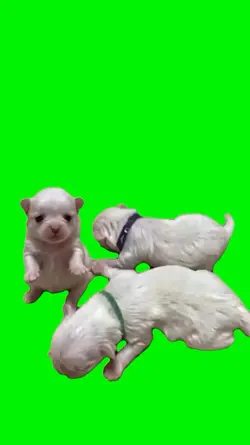 viral template 