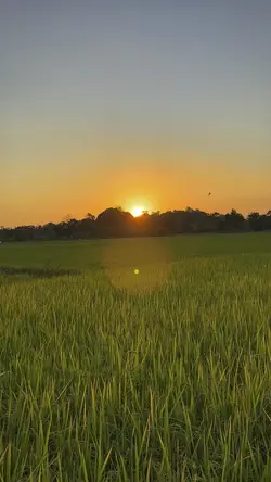 Vibes alam
