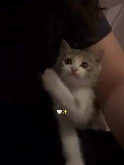 gatinho 