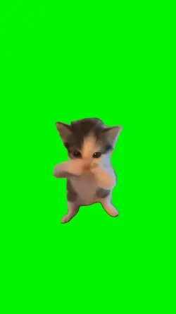 scuba cat