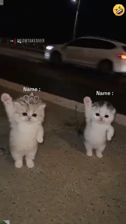 Dance Cat Trend.! 
