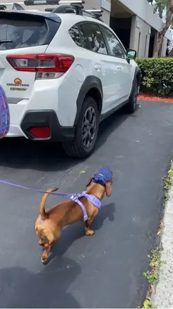 Happy Nation Dog Da