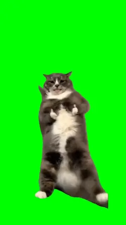 Cat Dance 