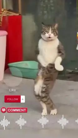 cat dance