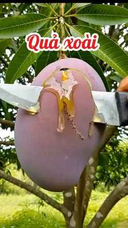 Quả xoài 
