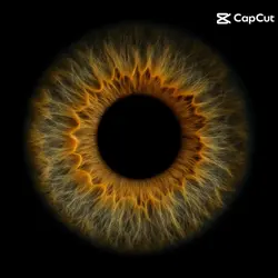 Eye 
