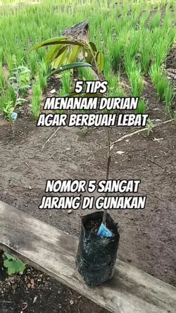 Tips dan trik