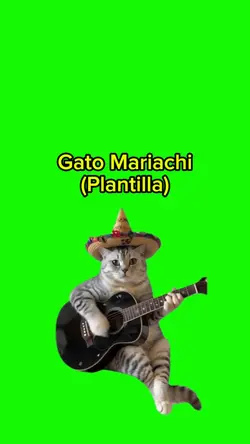 Gato Mariachi