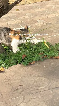 Cat lover 