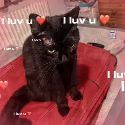I luv u ❤️