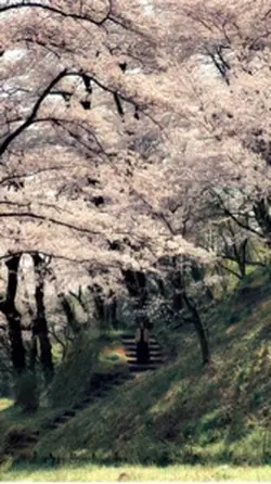 Cherry blossom