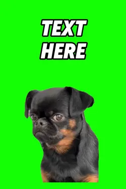 Sad Dog Meme