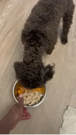Toy poodle 