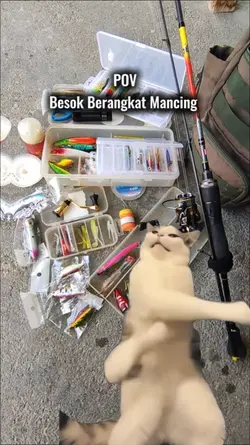 white cat dancing